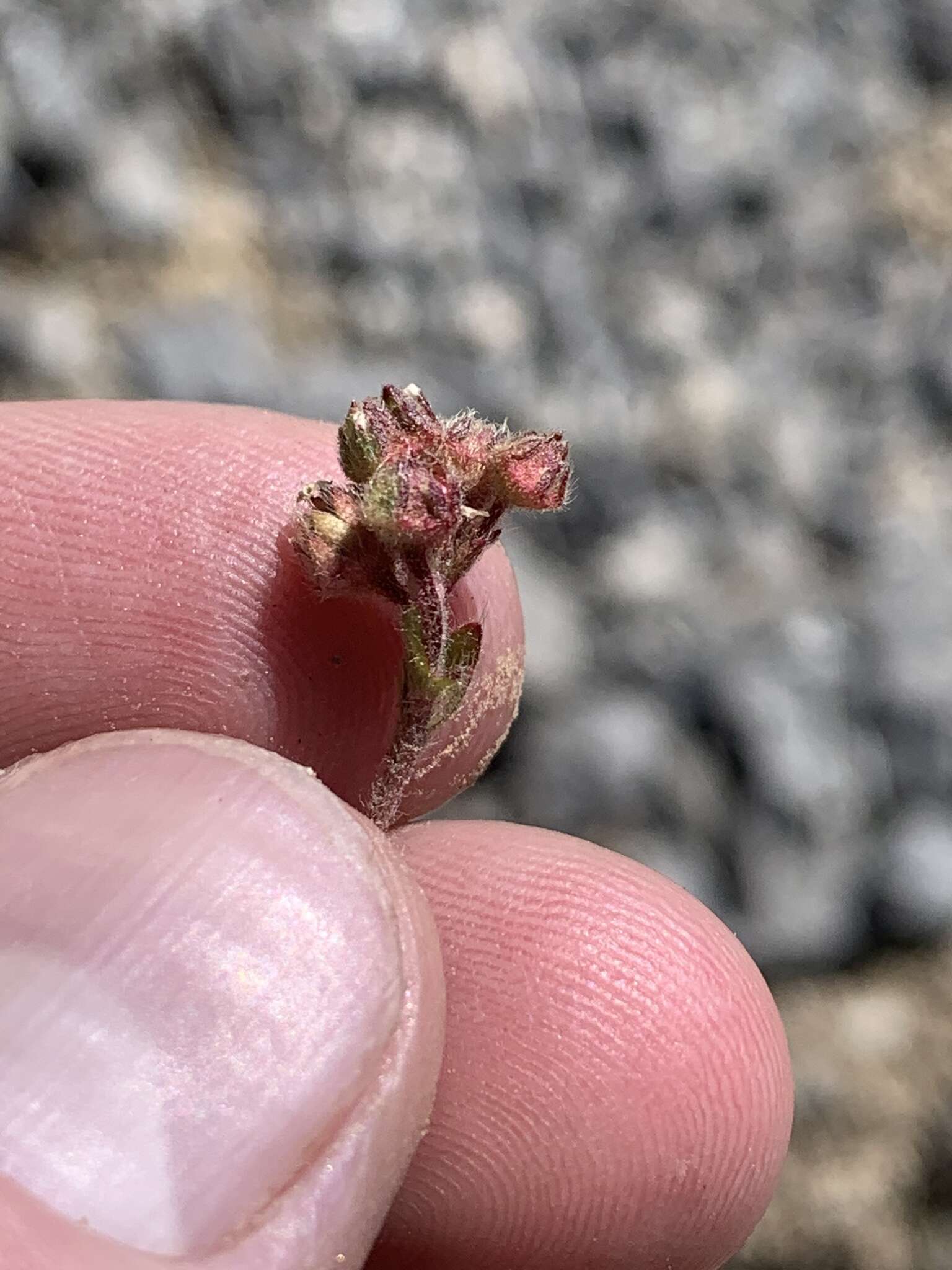 Image of Charleston Peak mousetail