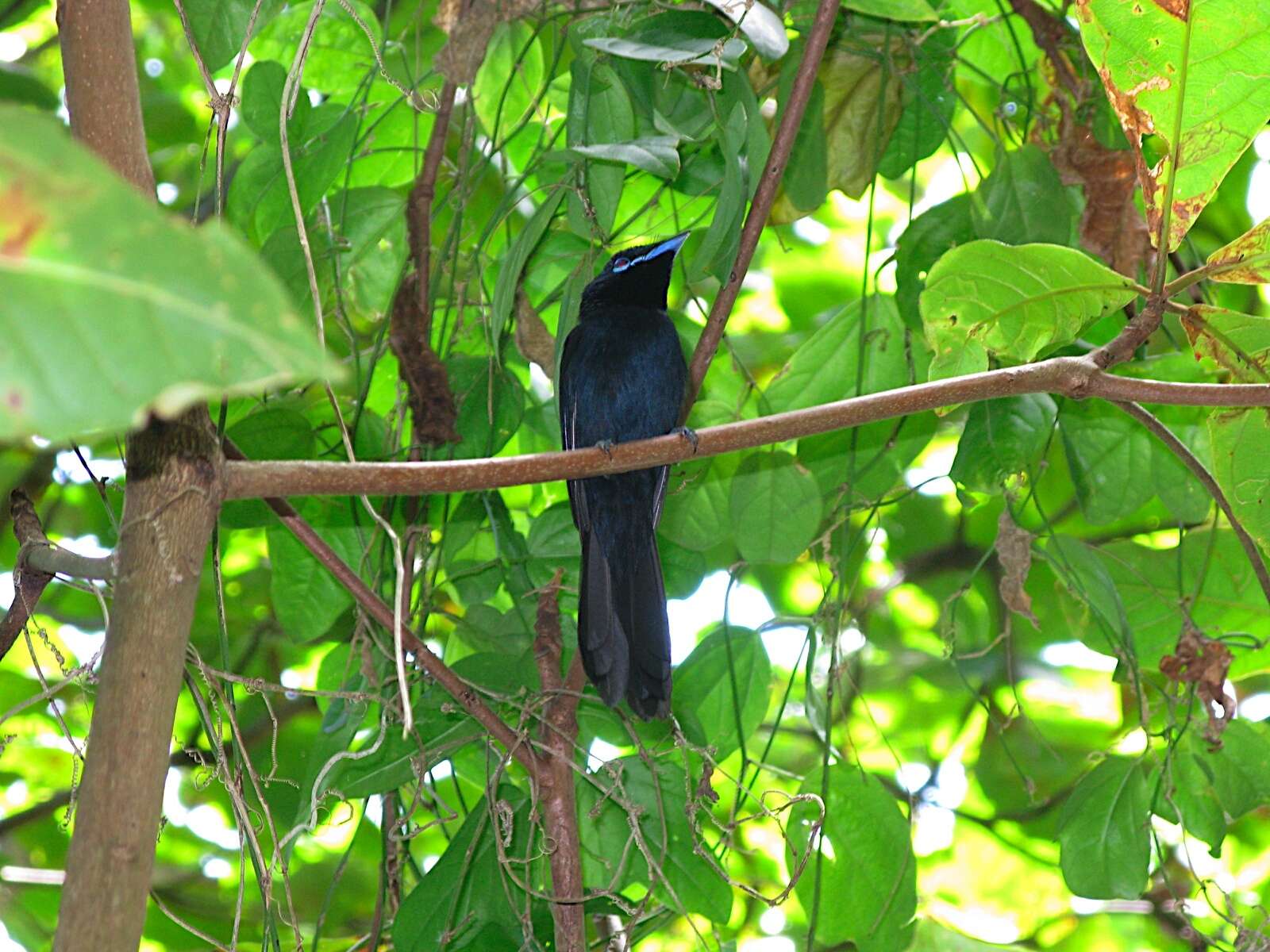 Image of Seychelles Black Paradise Flycatcher