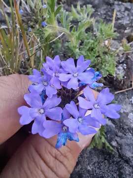 Image of Glandularia mendocina (Phil.) Covas & Schnack