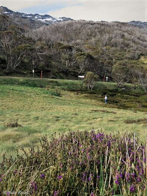 Image of Alpine Hovea