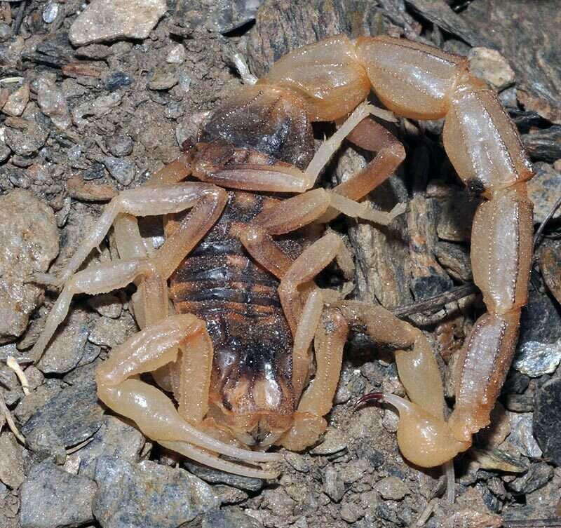 Image of Buthus montanus Lourenço & Vachon 2004