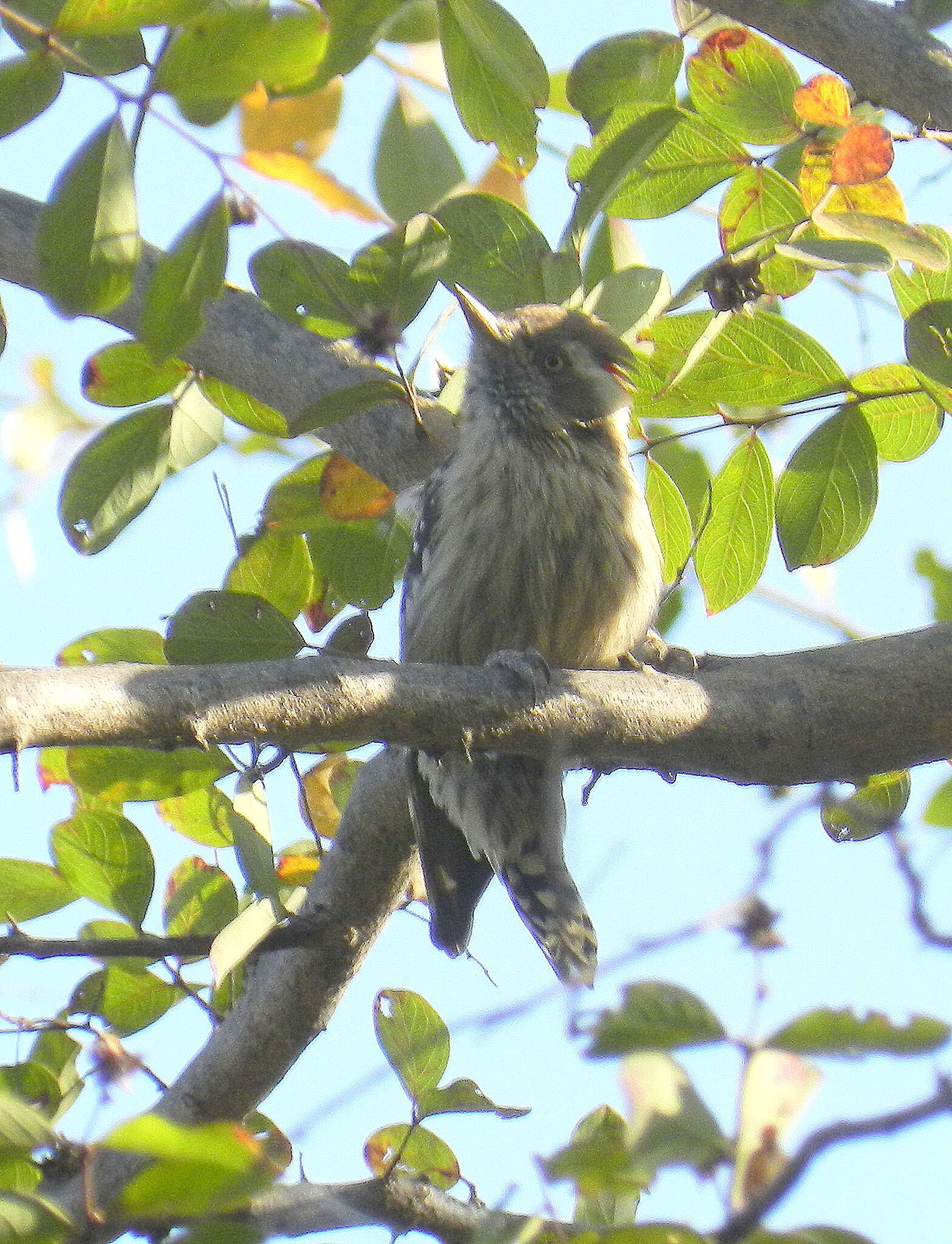 Image of Brown-capped Pygmy Woodpecker