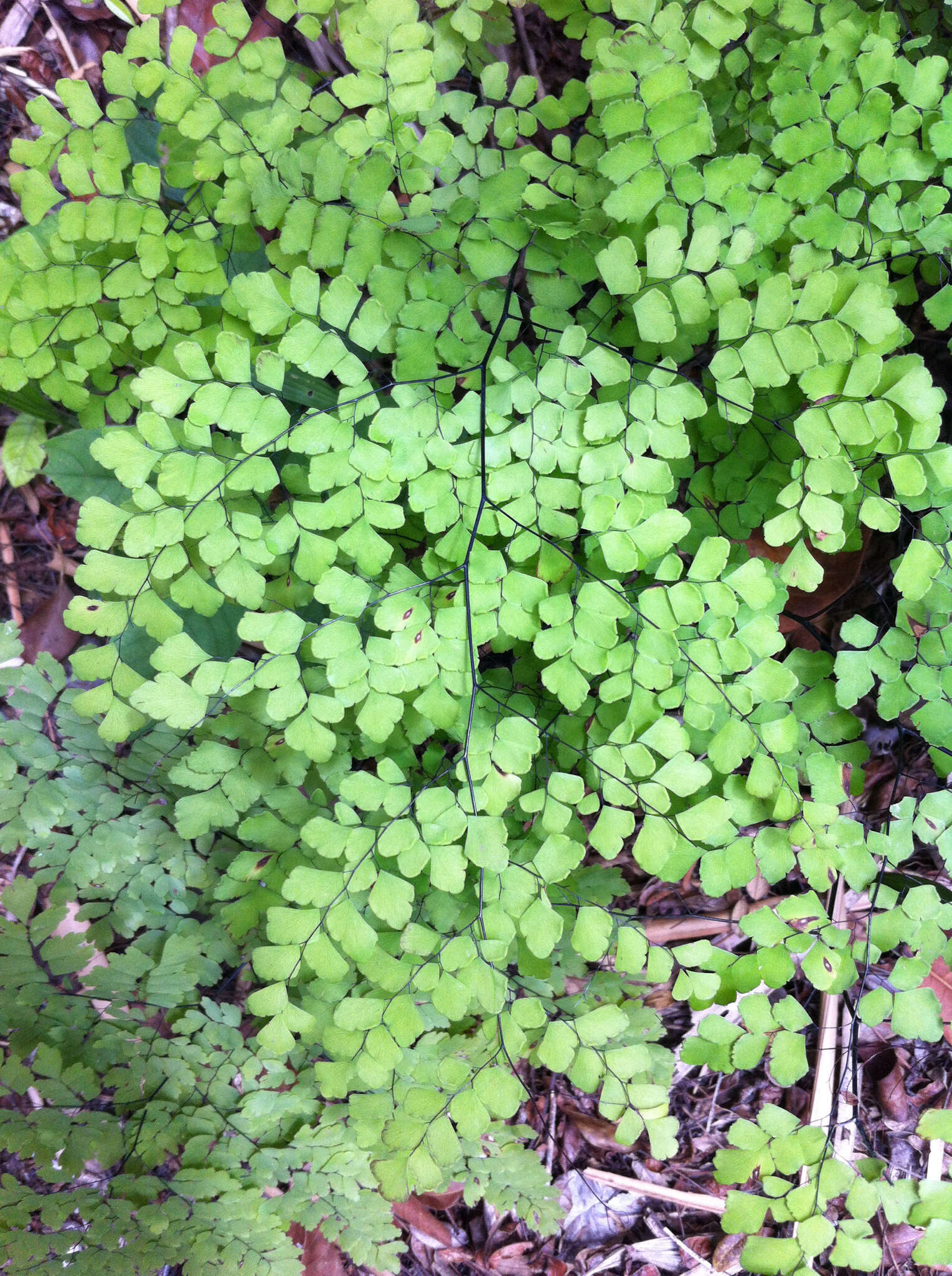 Image of fan maidenhair