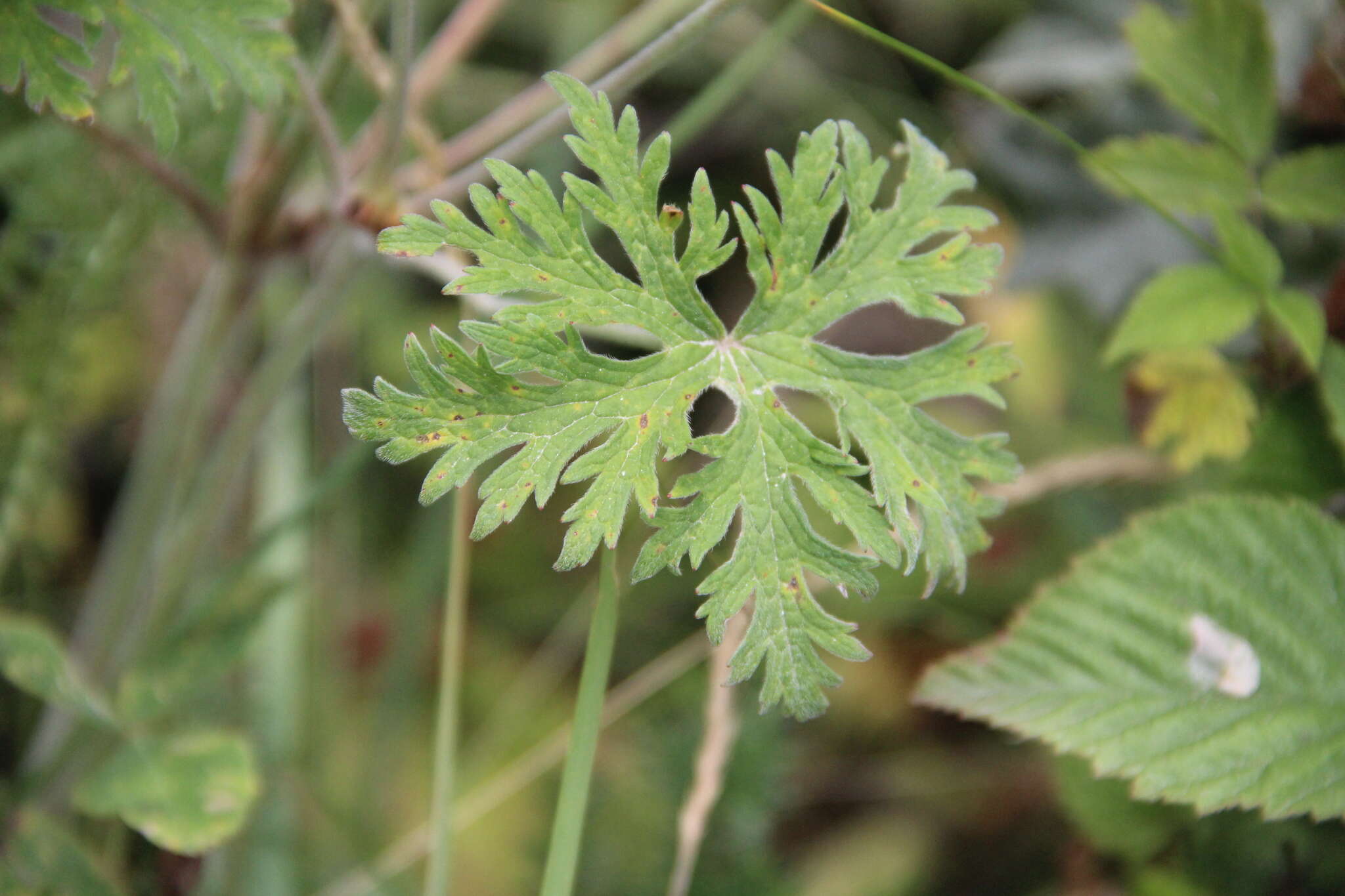 Image of Geranium ruprechtii (Woronow) Grossh.