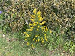 Image of leafy broom