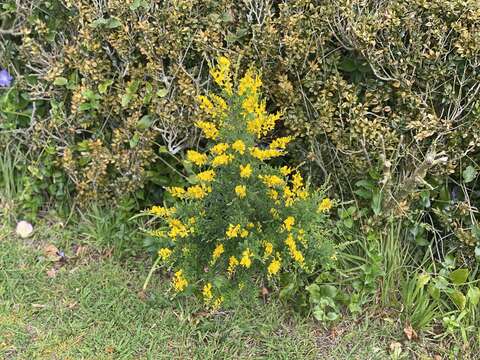 Image of leafy broom