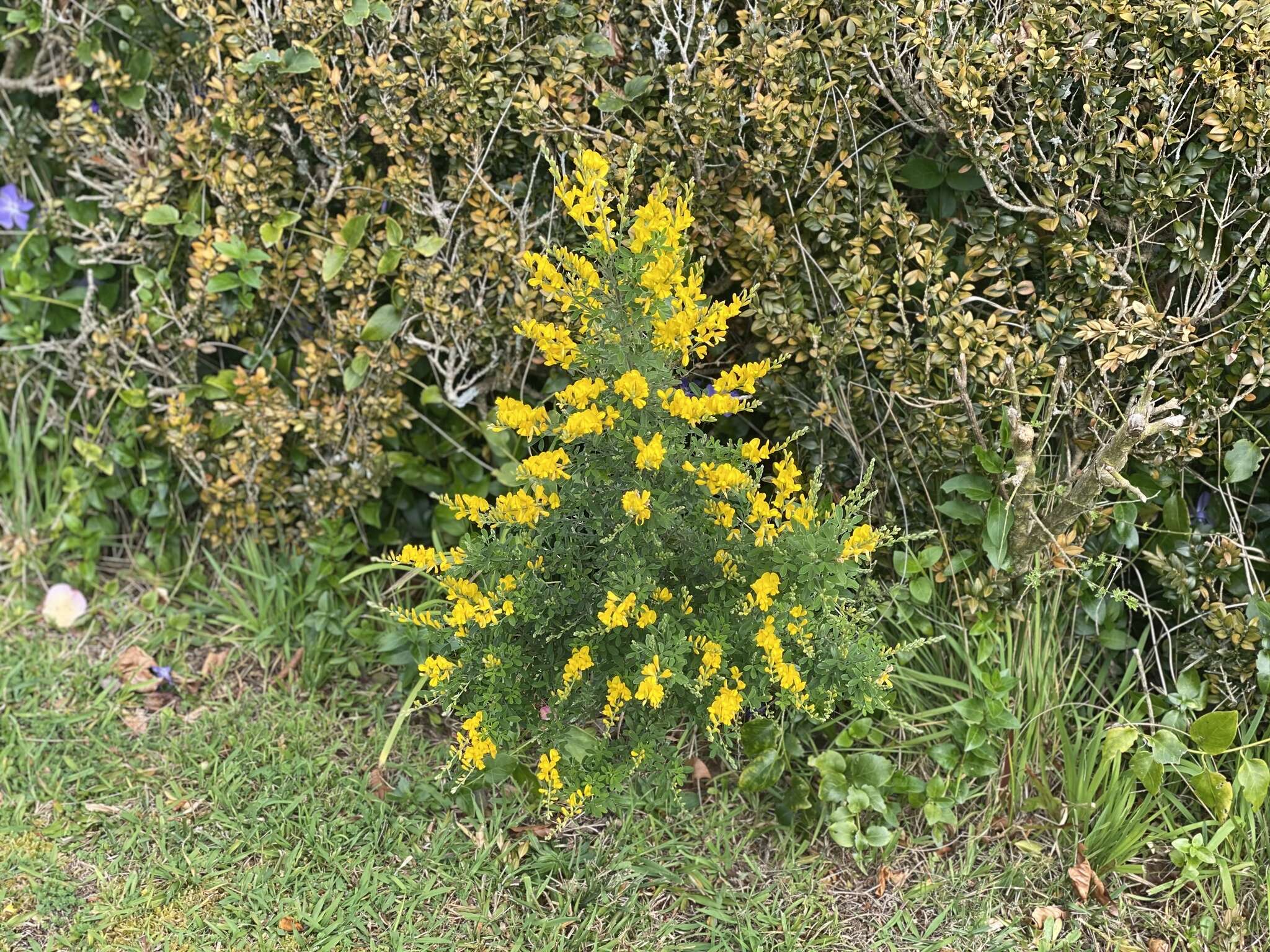 Image of leafy broom