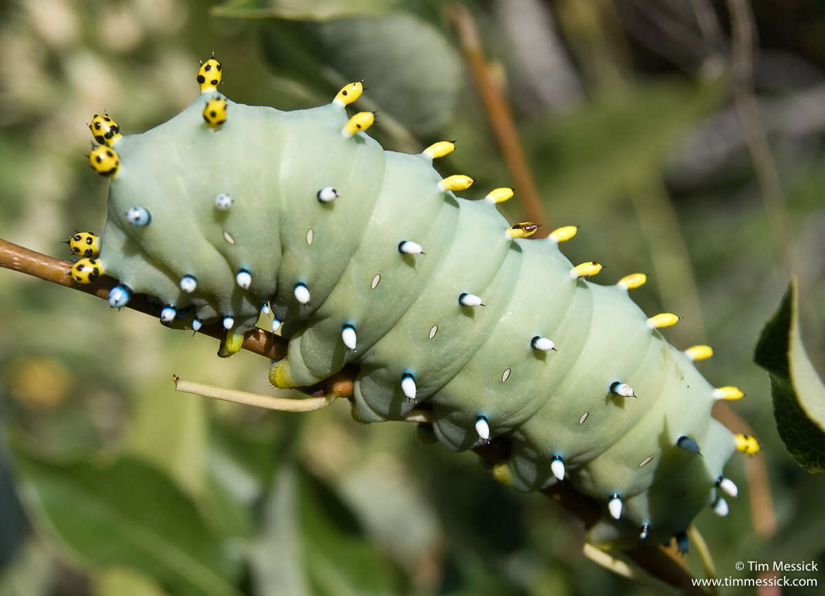 Image of Glover's Silkmoth