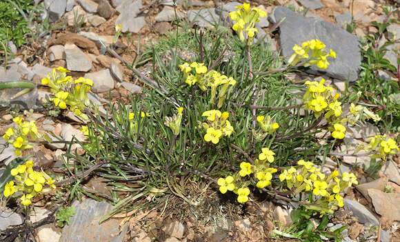 Image of Erysimum nevadense Reut.