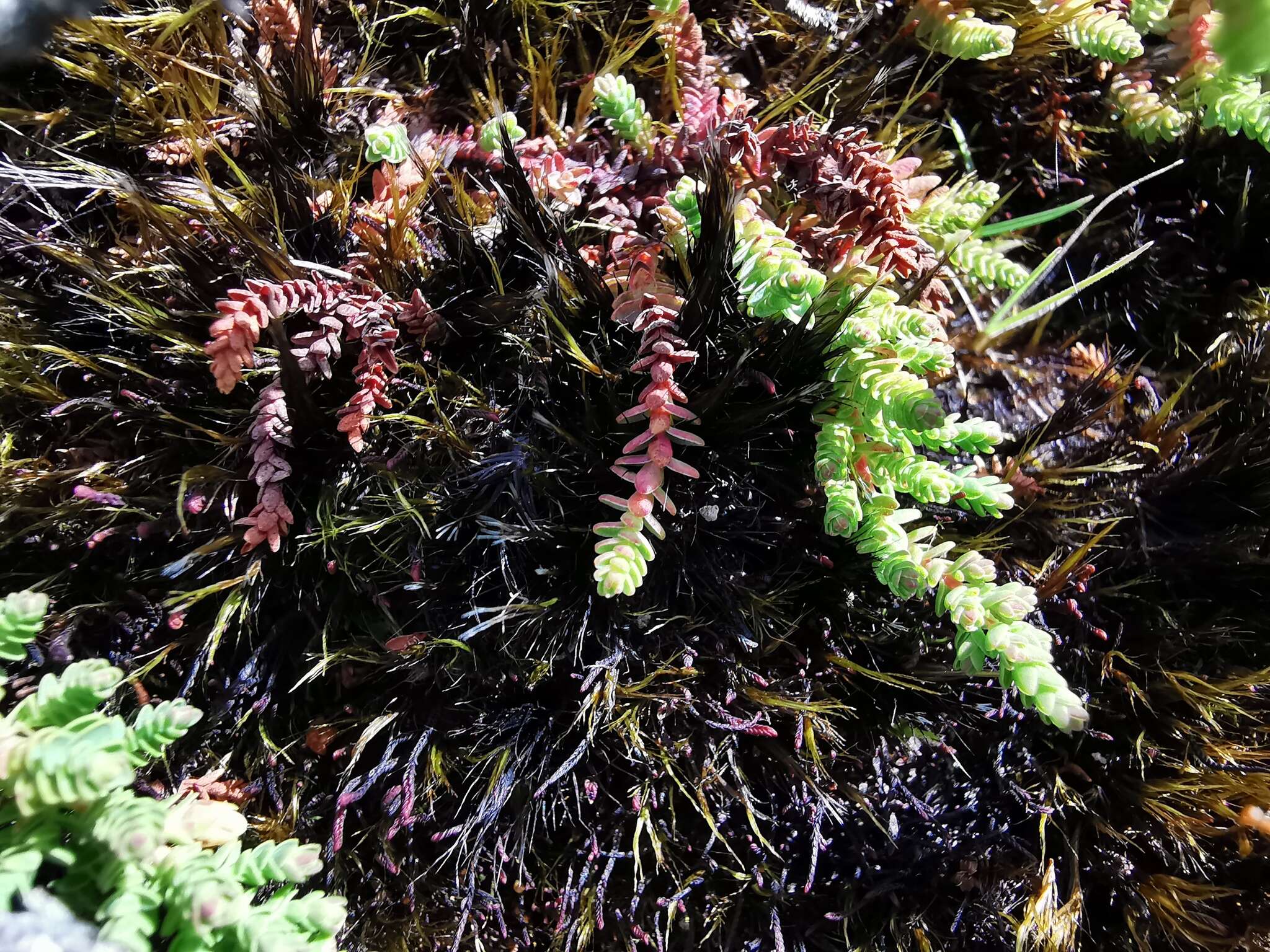 Image of Hypericum goyanesii Cuatrec.