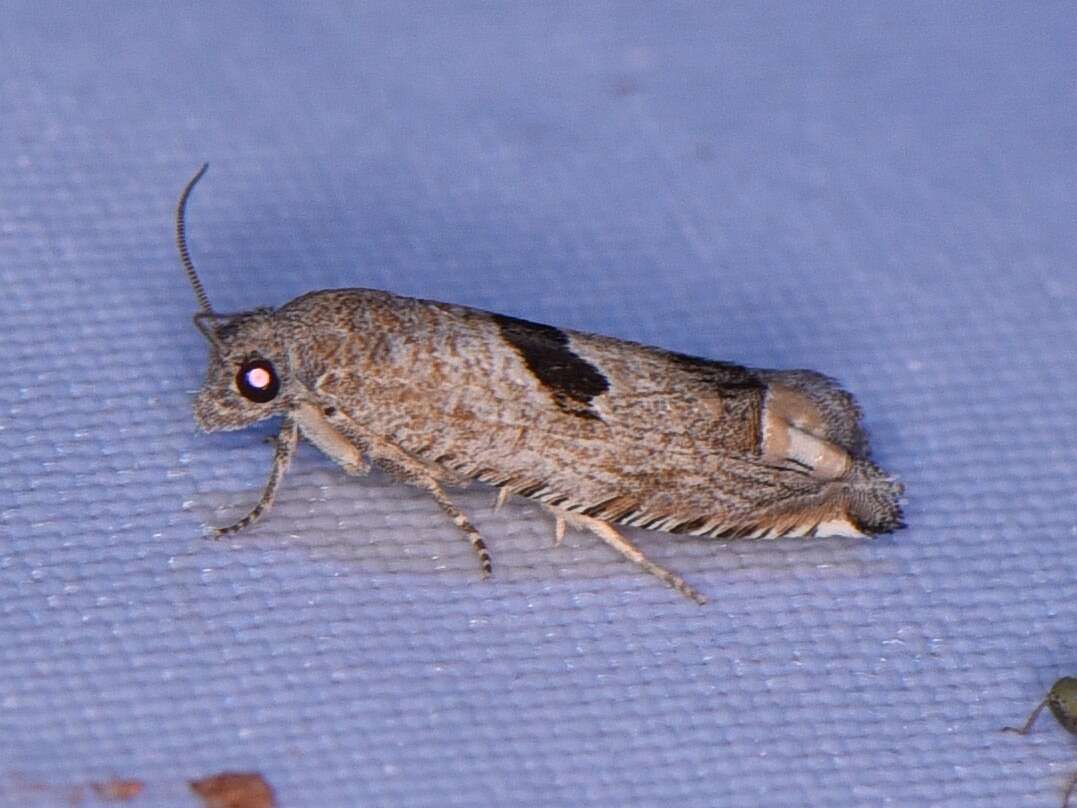 Image of Sunflower Bud Moth