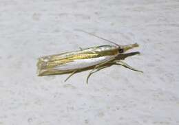 Image of Crambus harrisi Klots 1967