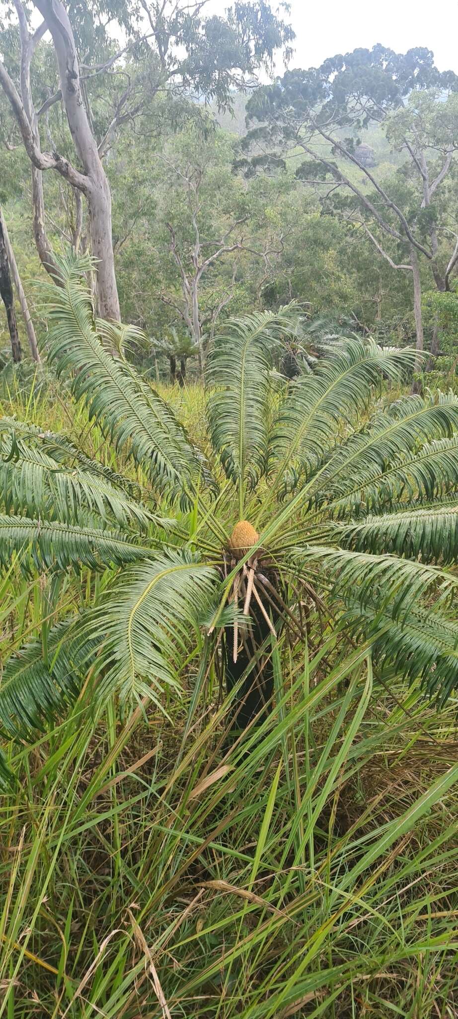 Image of Cycas campestris K. D. Hill