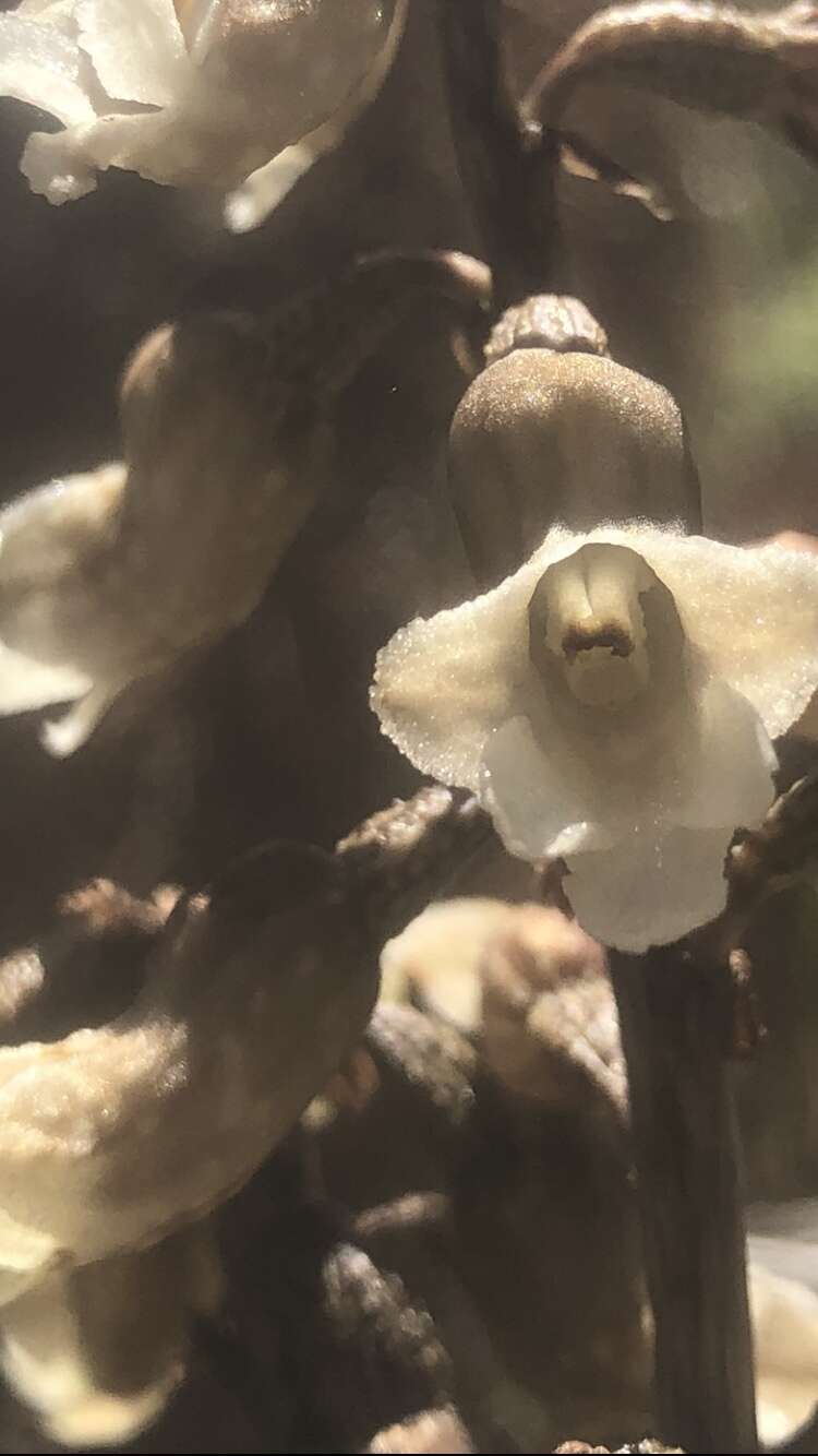 Image of Cooper's black potato orchid