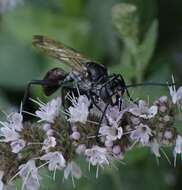 صورة Sphex pruinosus Germar 1817