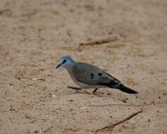 Image of Black-billed Dove