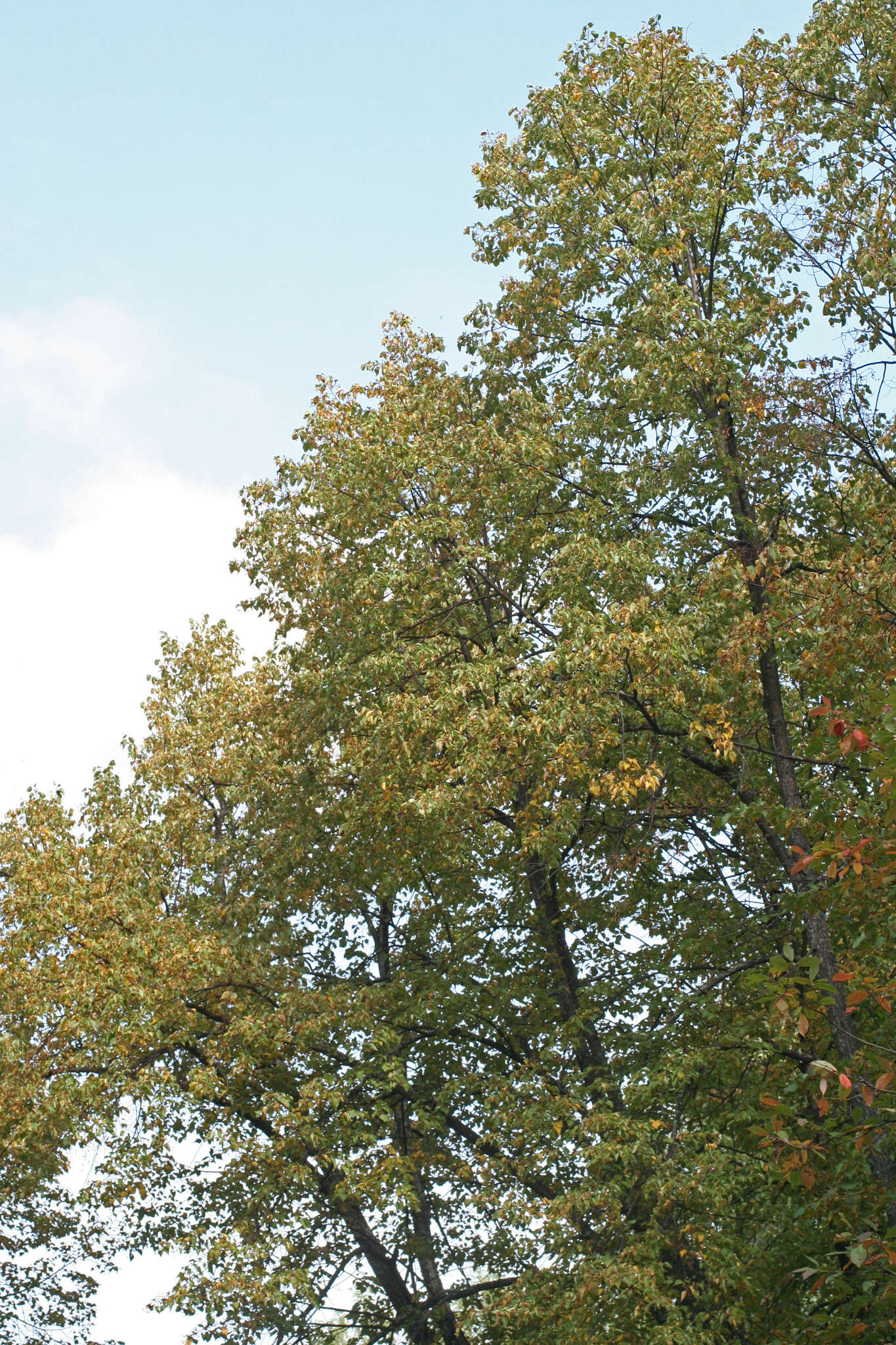 Image of Tilia amurensis var. sibirica (Fisch. ex Bayer) Y. C. Zhu