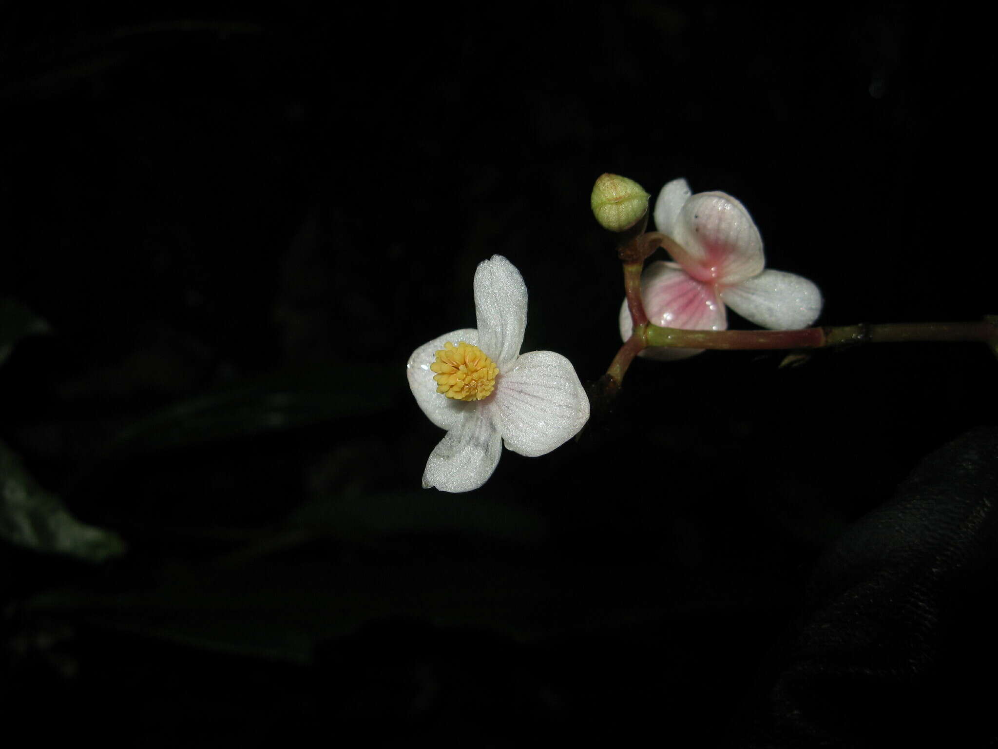 Image of Begonia semilunata Aver.