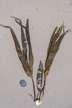 Image of Laminaria yezoensis