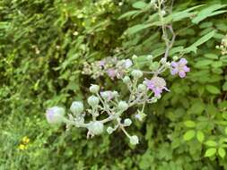 Imagem de Rubus ulmifolius var. anoplothyrsus