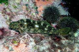 Image of Notchheaded marblefish