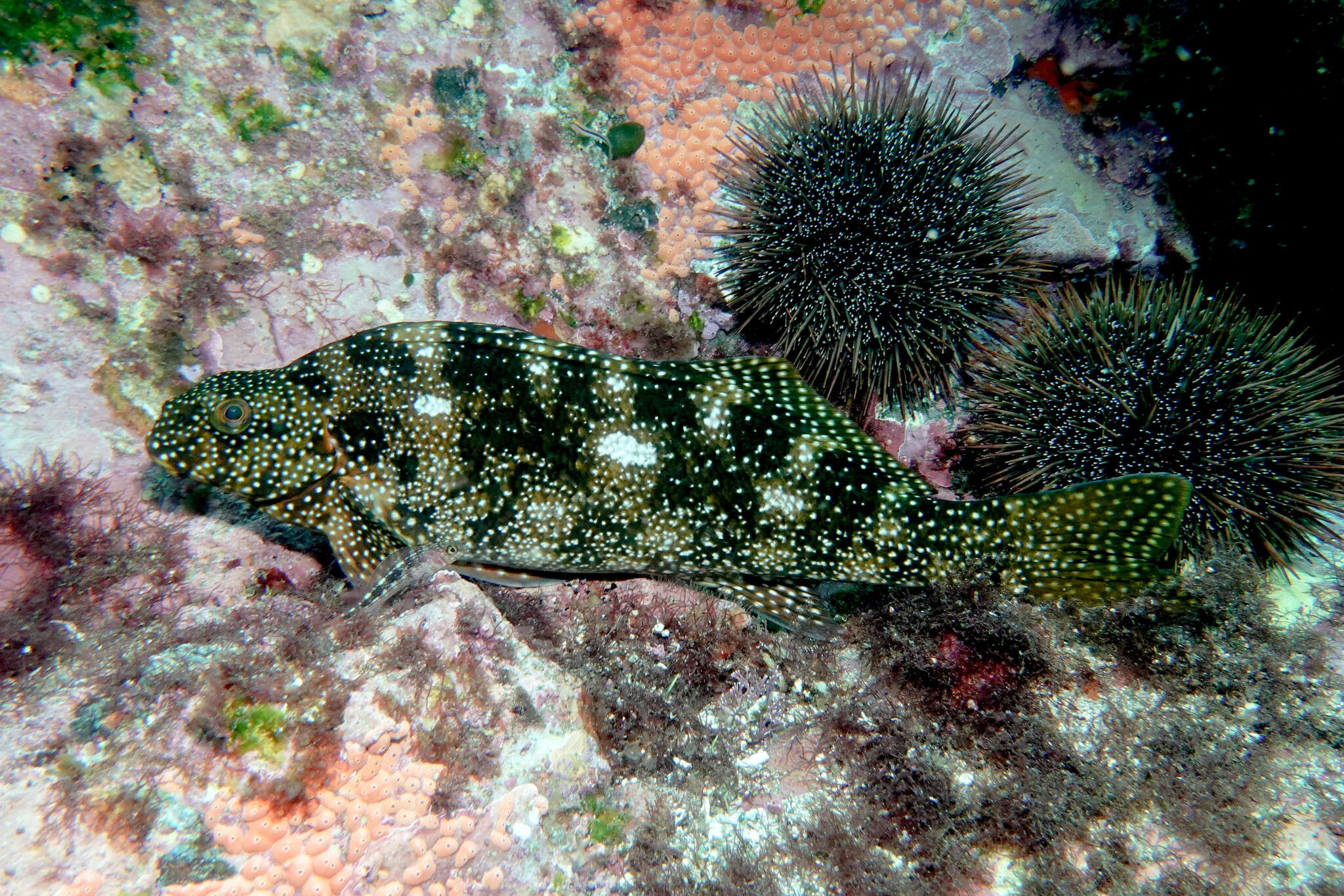 Image of Notchheaded marblefish