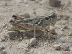 Image of Melanoplus confusus Scudder & S. H. 1897