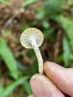 Image of Hygrocybe pusilla (Peck) Murrill 1916