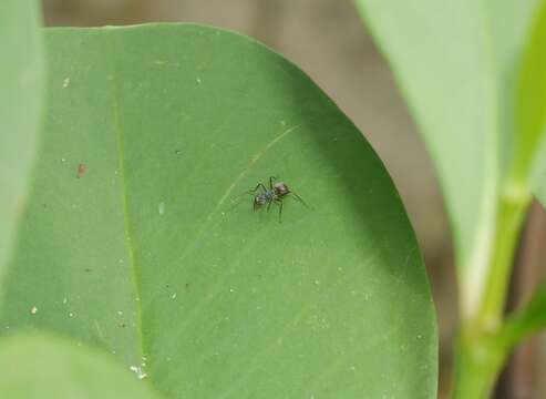 Image de Polyrhachis bicolor Smith 1858