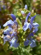 Imagem de Salvia dentata Aiton