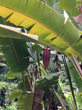 Image of Heliconia mariae Hook. fil.