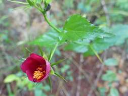 Image of Brazilian rosemallow