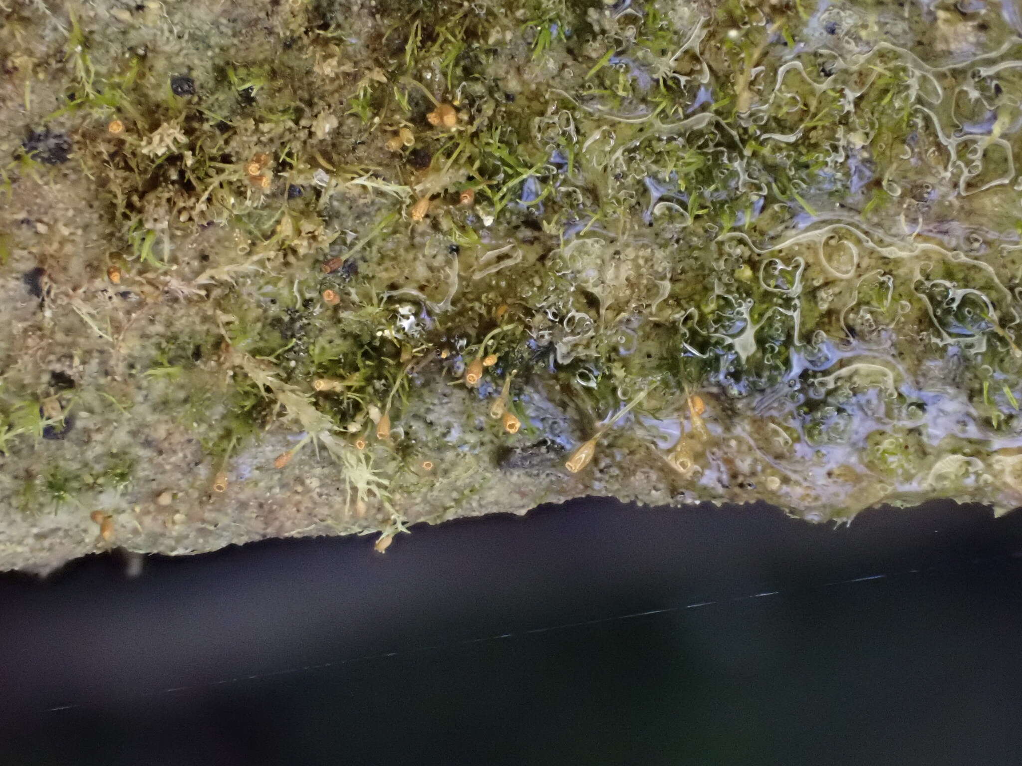 Image of brachydontium moss