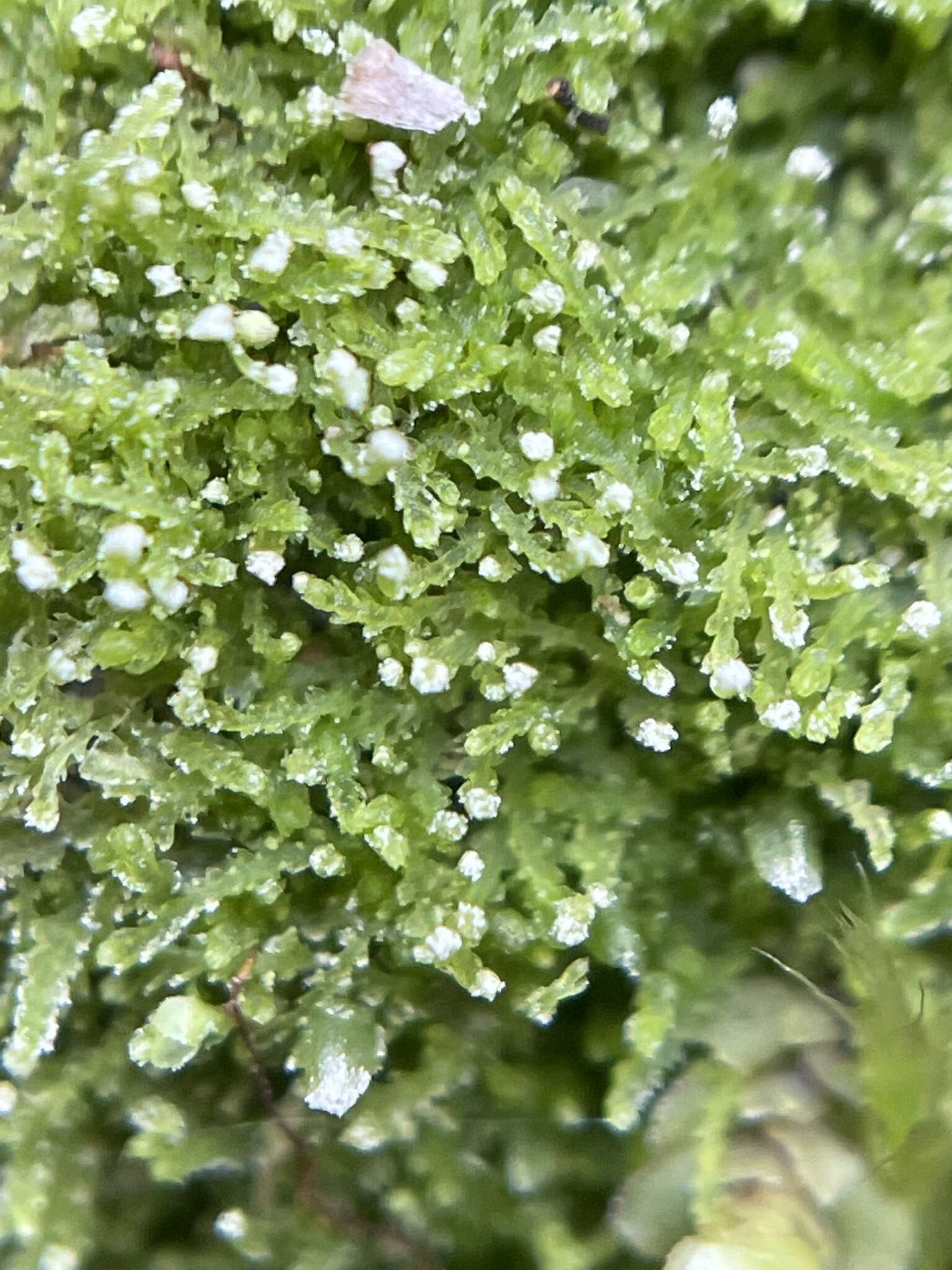 Image of Fuscocephaloziopsis lunulifolia (Dumort.) Vána & L. Söderstr.