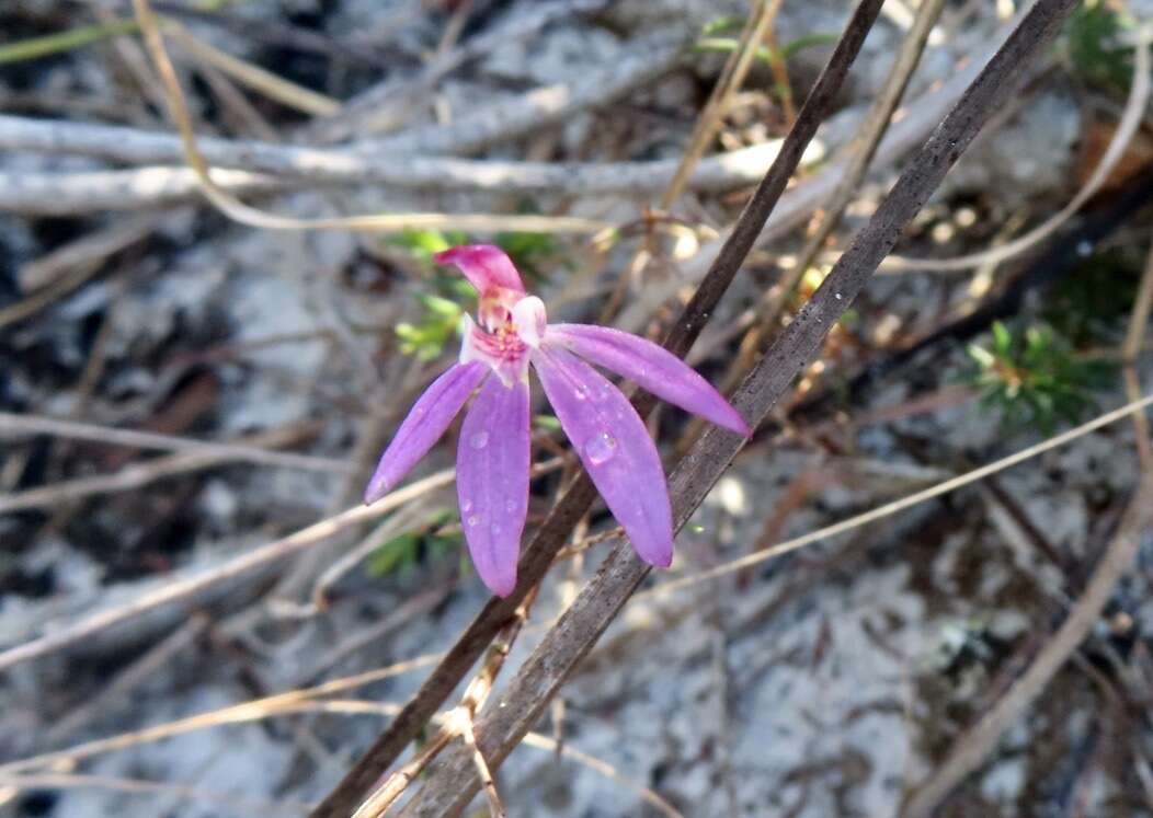 Image of Fairy orchid