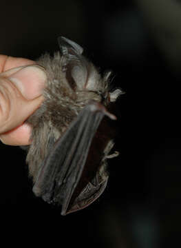 Image of Rhinolophus willardi Kerbis Peterhans & Fahr 2013