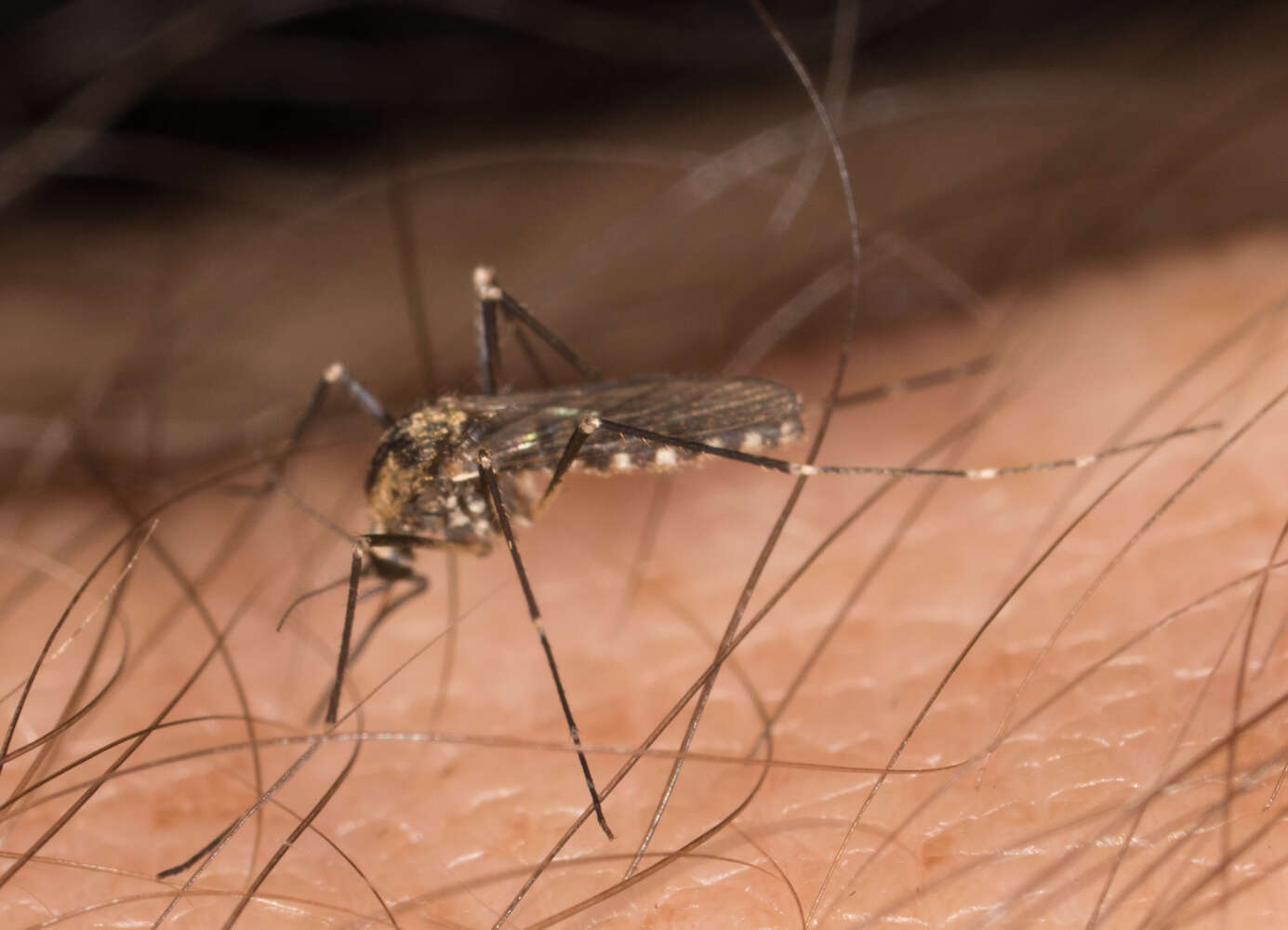 Image of Aedes atropalpus (Coquillett 1902)