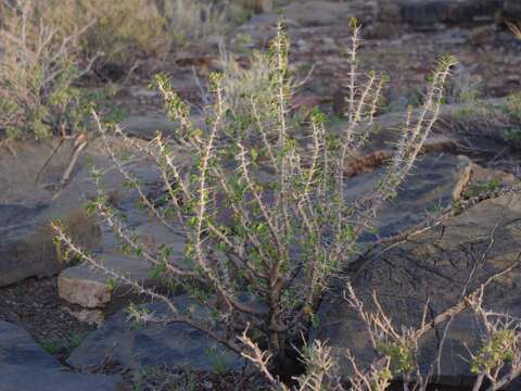 Image of Monsonia marlothii (Engl.) F. Albers