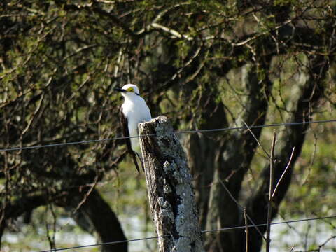 Image of White Woodpecker