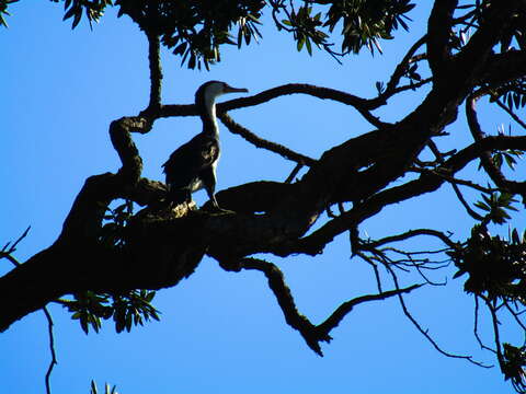 Plancia ëd Phalacrocorax varius (Gmelin & JF 1789)