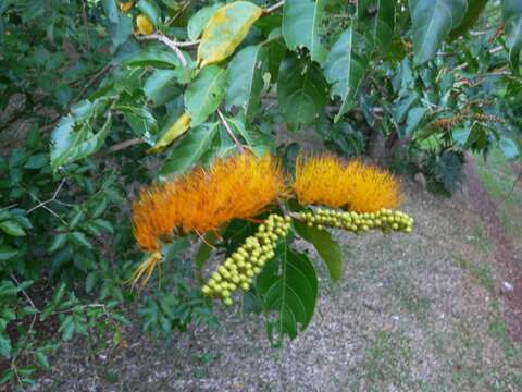 Image of Combretum fruticosum (Loefl.) Stuntz