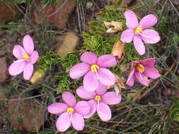 Image of Chironia serpyllifolia Lehm.