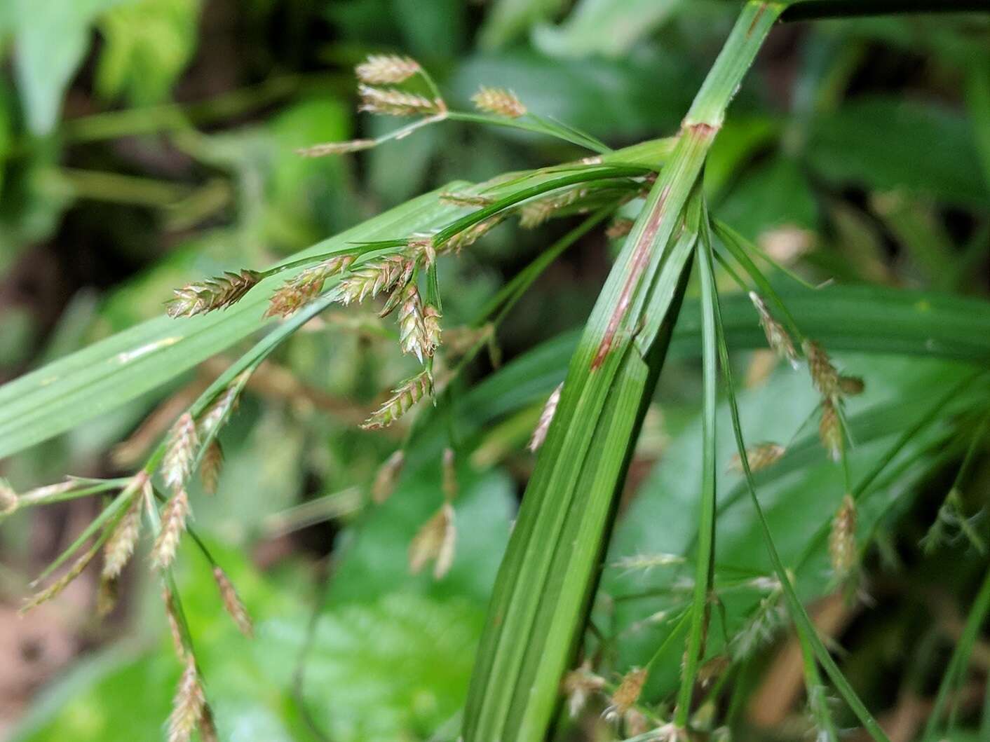 Слика од Cyperus laxus Lam.