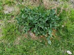 Plancia ëd Arum italicum subsp. albispathum (Steven ex Ledeb.) Prime