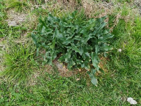 Plancia ëd Arum italicum subsp. albispathum (Steven ex Ledeb.) Prime