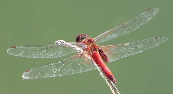 Tramea abdominalis (Rambur 1842) resmi