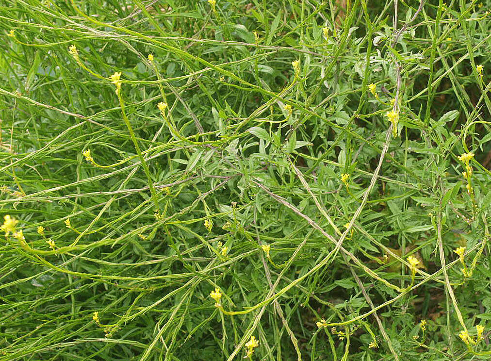 Imagem de Sisymbrium officinale (L.) Scop.