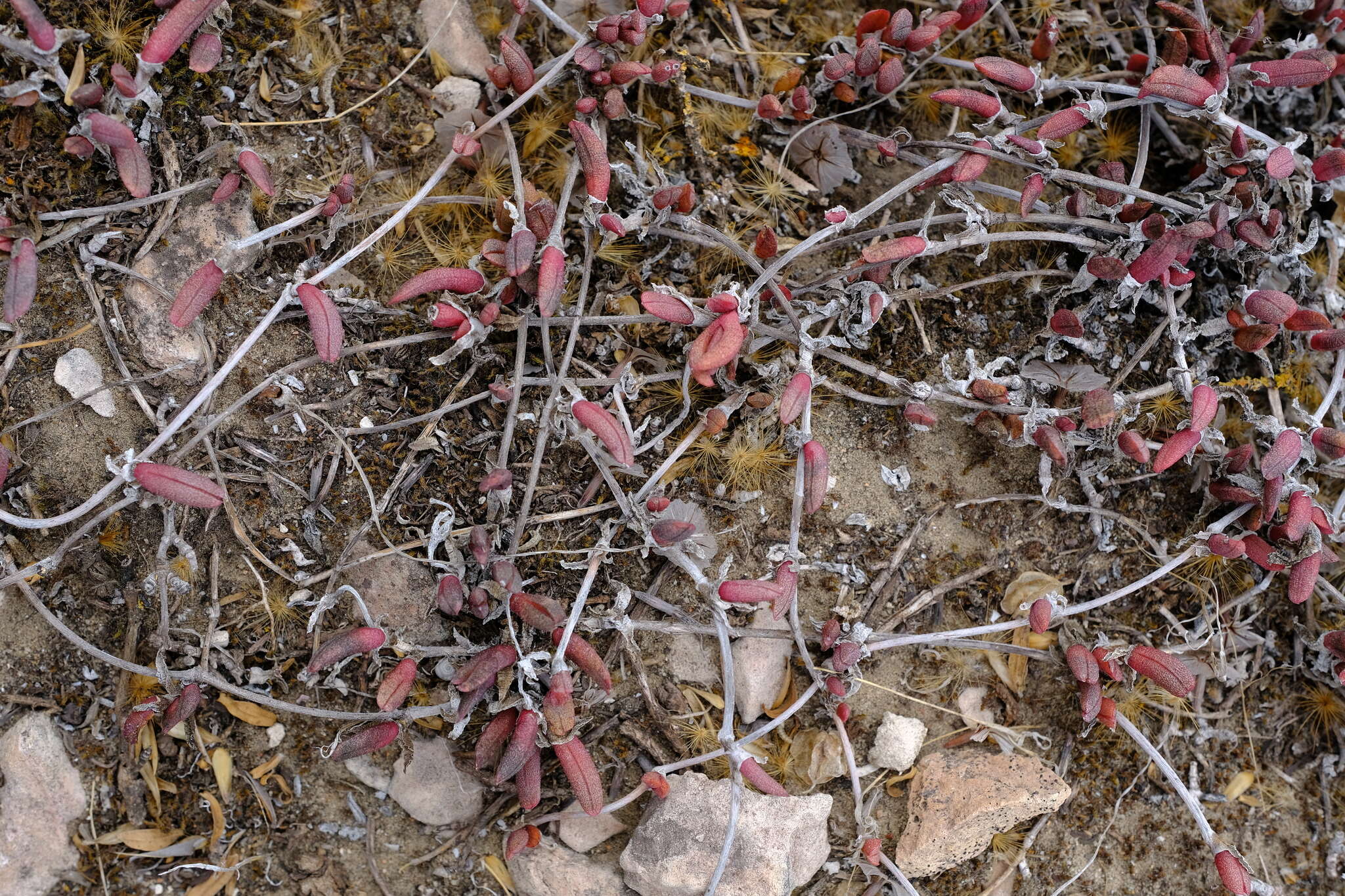 صورة Cephalophyllum rostellum (L. Bo I.) H. E. K. Hartm.