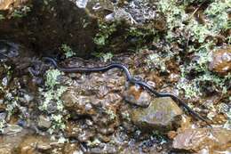 Image of Cienega Colorado Worm Salamander