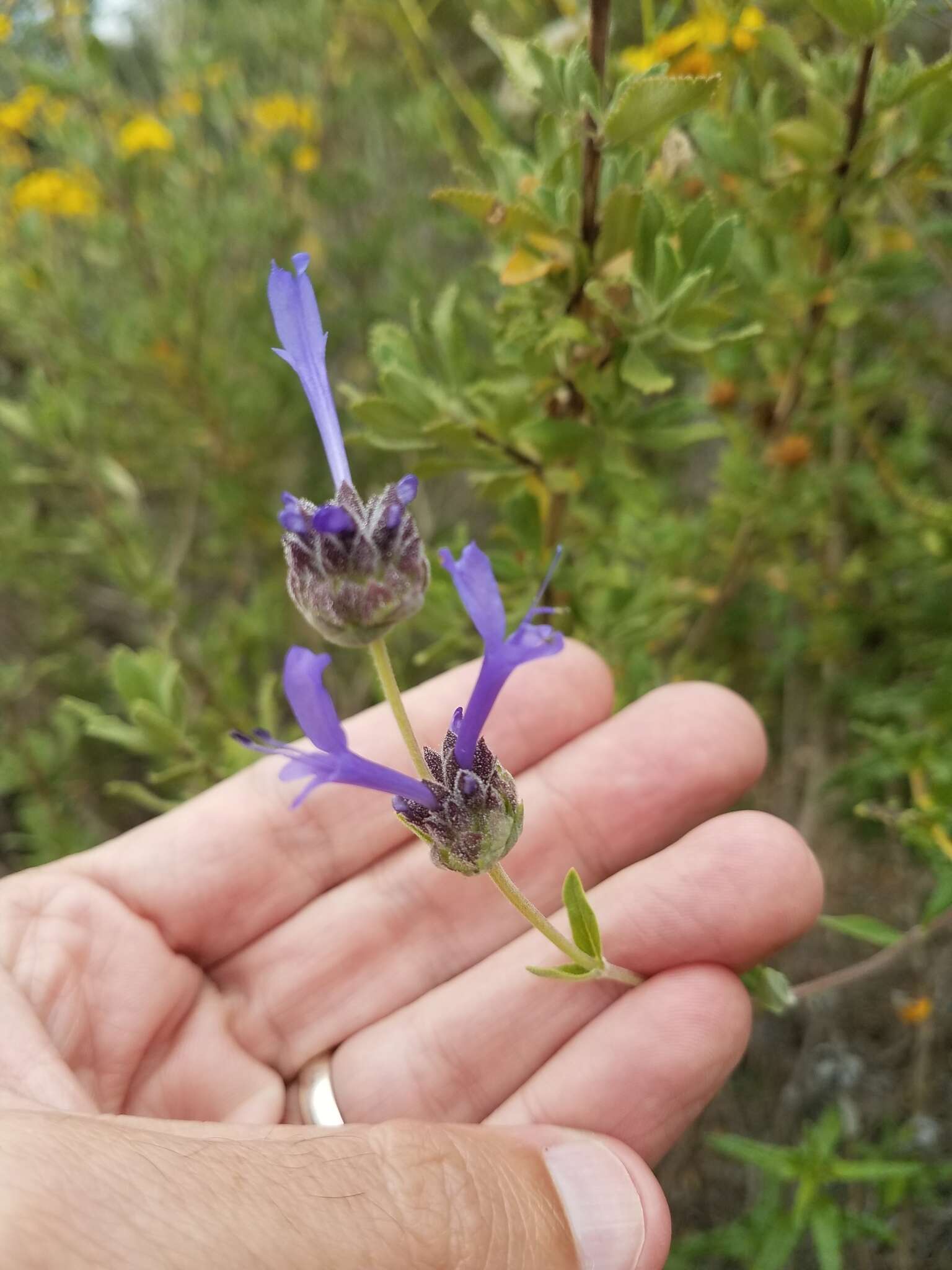 Image of fragrant sage